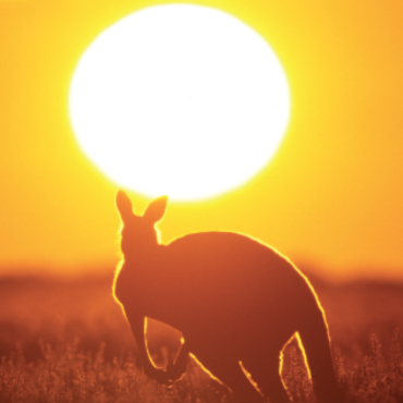 Sun Kagaroo_Mobile