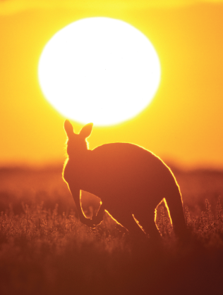 Sun Kangaroo